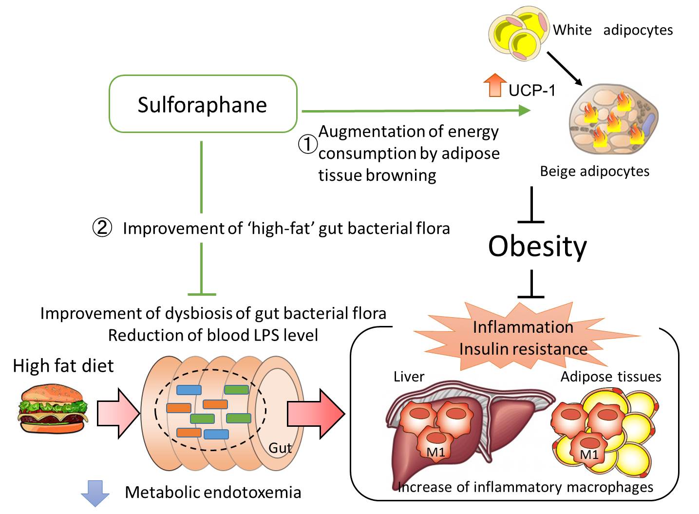 sulforaphane.jpg