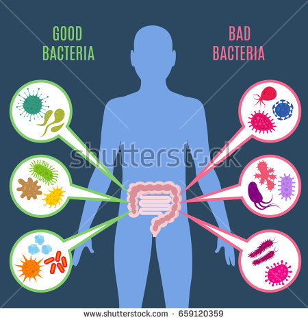 stock-vector-intestinal-flora-gut-health-vector-concept-with-bacteria-and-probiotics-icons-human-flora-good-and-659120359.jpg