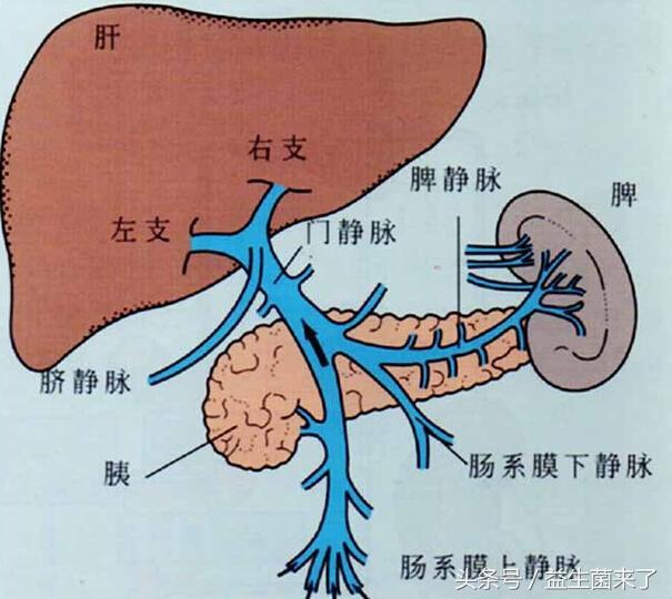 肠道菌群失衡容易造成脂肪肝,肝硬化!